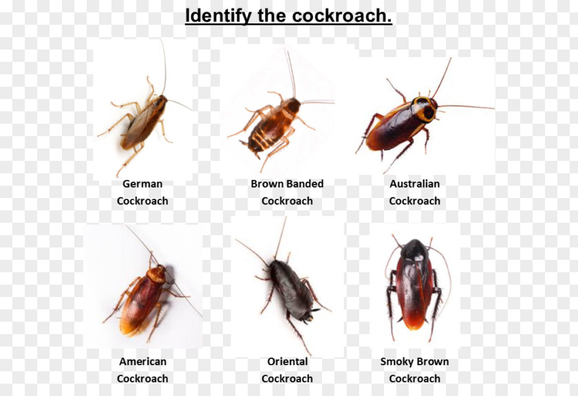 Cockroach Australian Insect Pest York PNG