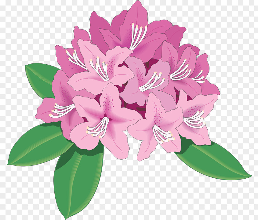 Flower Rhododendron Azalea Drawing Clip Art PNG