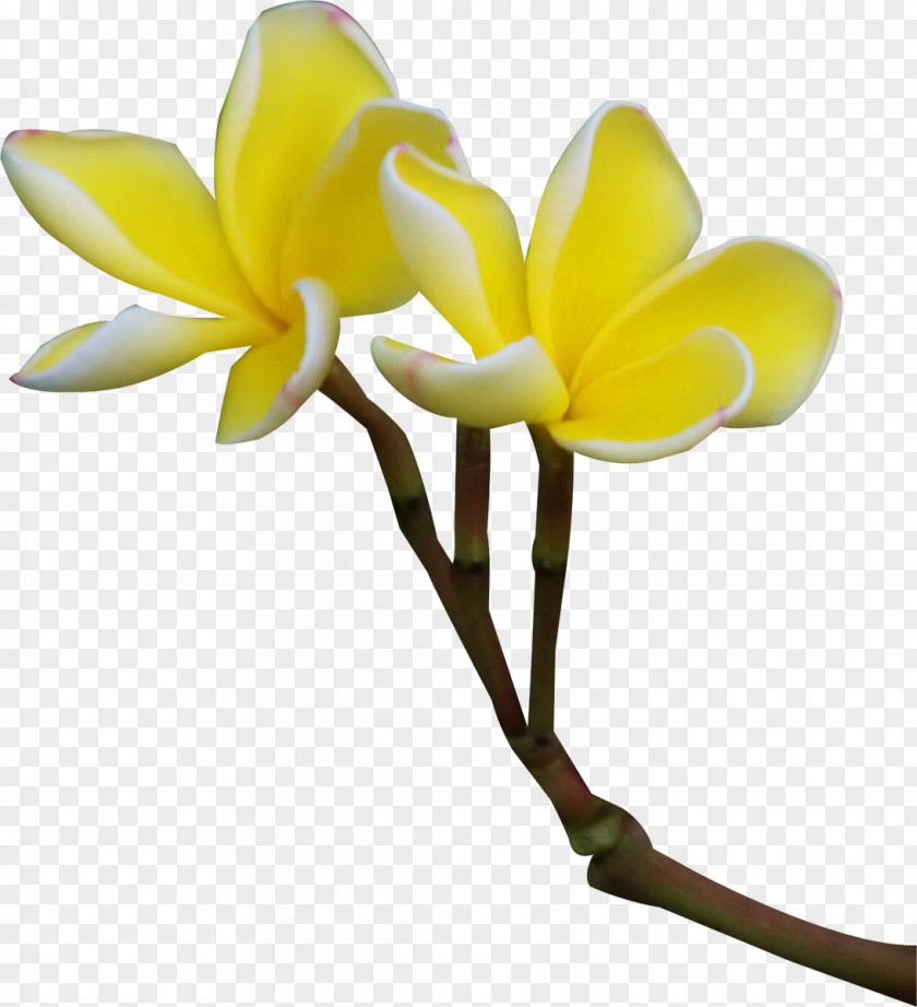 Frangipani Flower Clip Art PNG