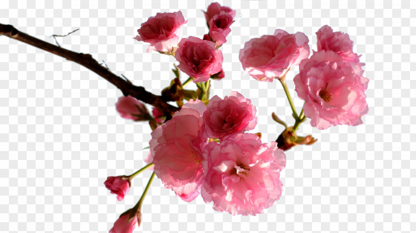 Plum Creative Cherry Blossom PNG