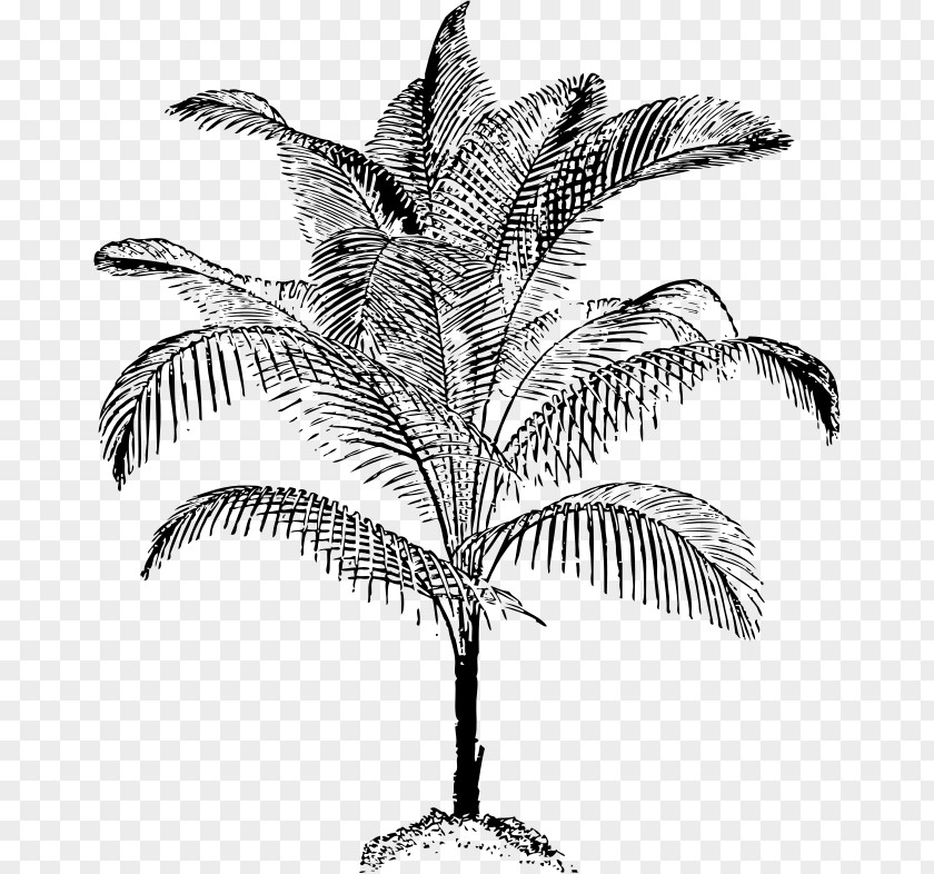 Practical Vector Arecaceae Drawing Coconut Clip Art PNG