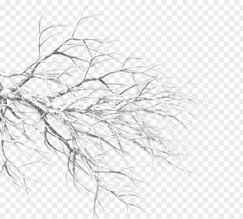 Twig Black And White Drawing Sketch PNG