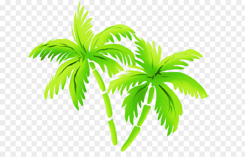 Green Coconut Arecaceae Clip Art PNG