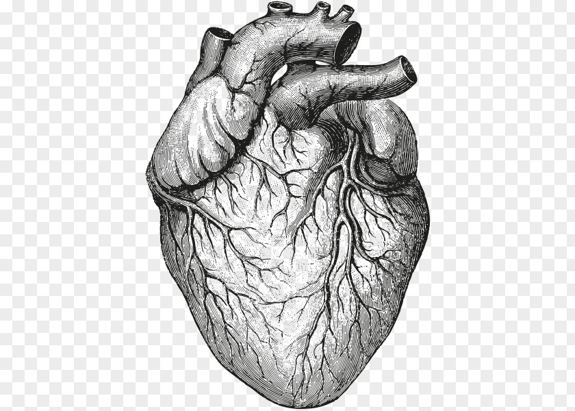 Heart Anatomy & Physiology II Organ Drawing PNG Drawing, human heart, heart sketch clipart PNG