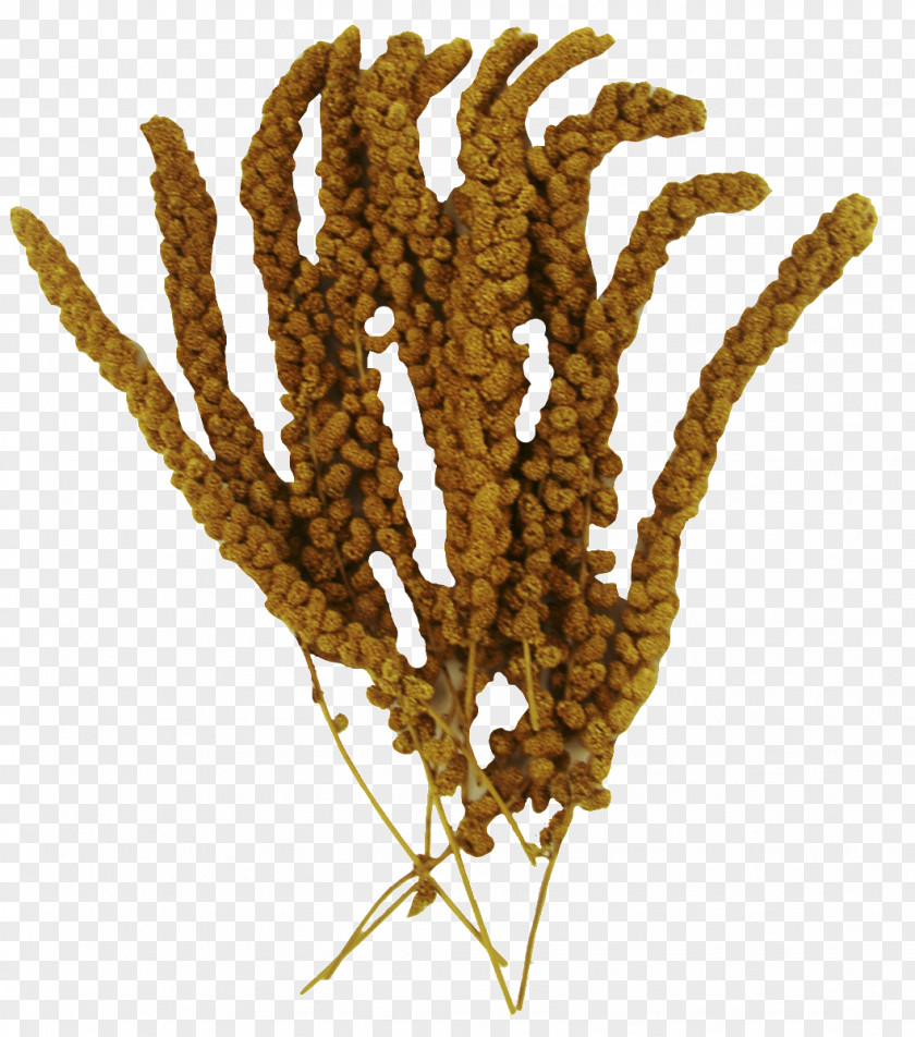 Millet Cereal Grasses Commodity Grain Food PNG