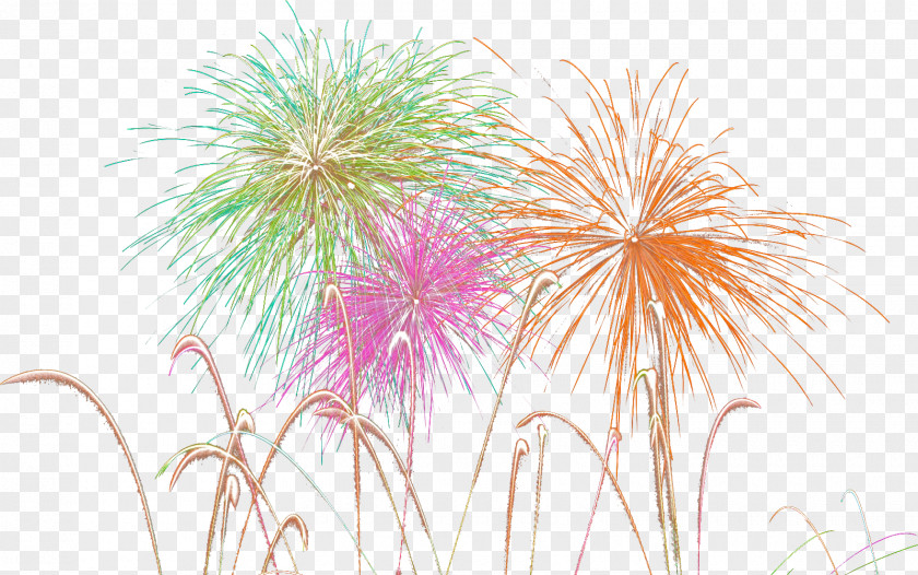 Fireworks Petal Floral Design Flowering Plant Wallpaper PNG