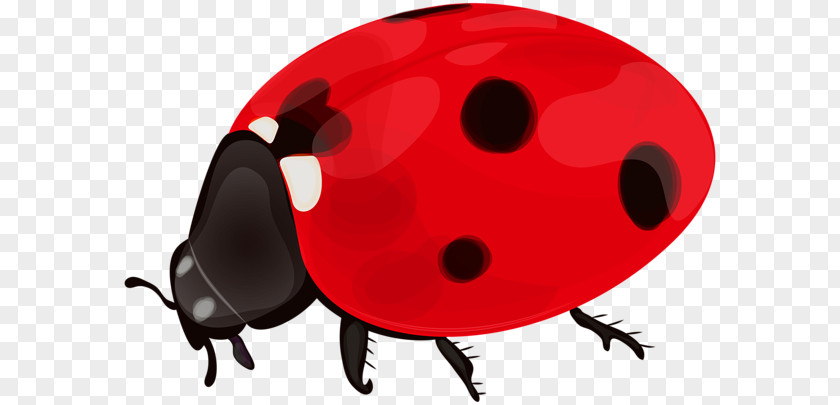 Ladybird Desktop Wallpaper Clip Art PNG