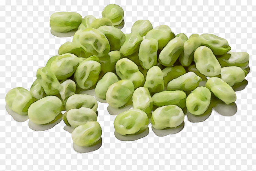 Lima Bean Food Plant Broad Vegetable Ingredient PNG