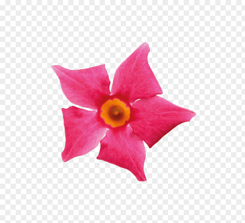 Mandevilla Sanderi Petal Cut Flowers Pink M Flowering Plant PNG