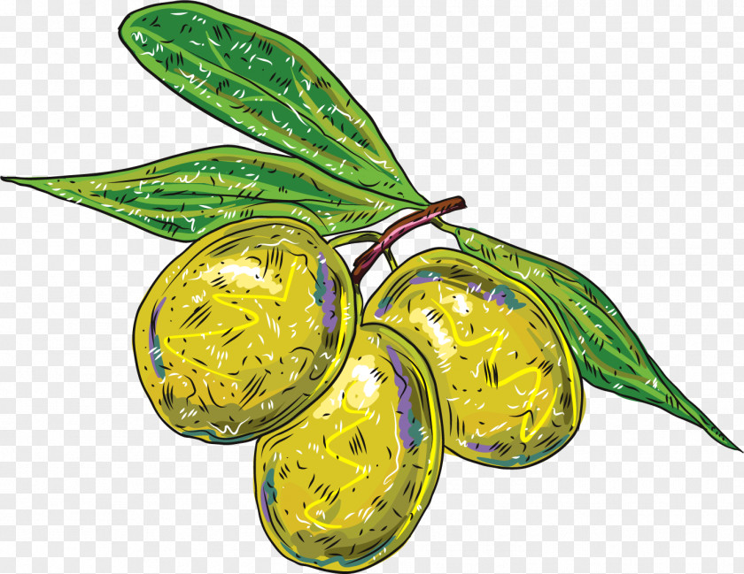Vector Painted Olive Branch PNG