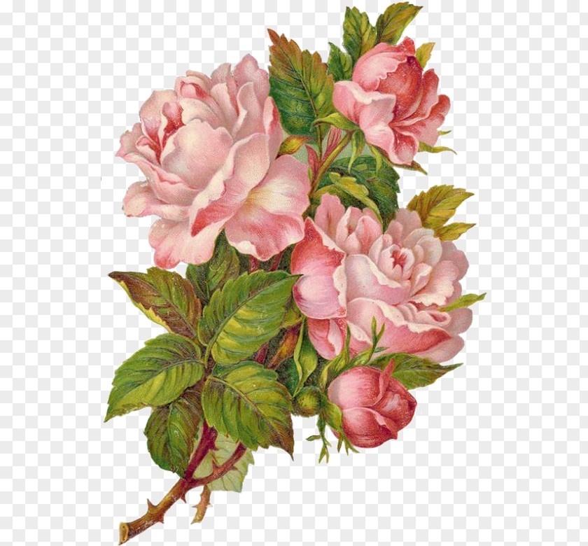 Clip Art Flower Rose Transparency PNG