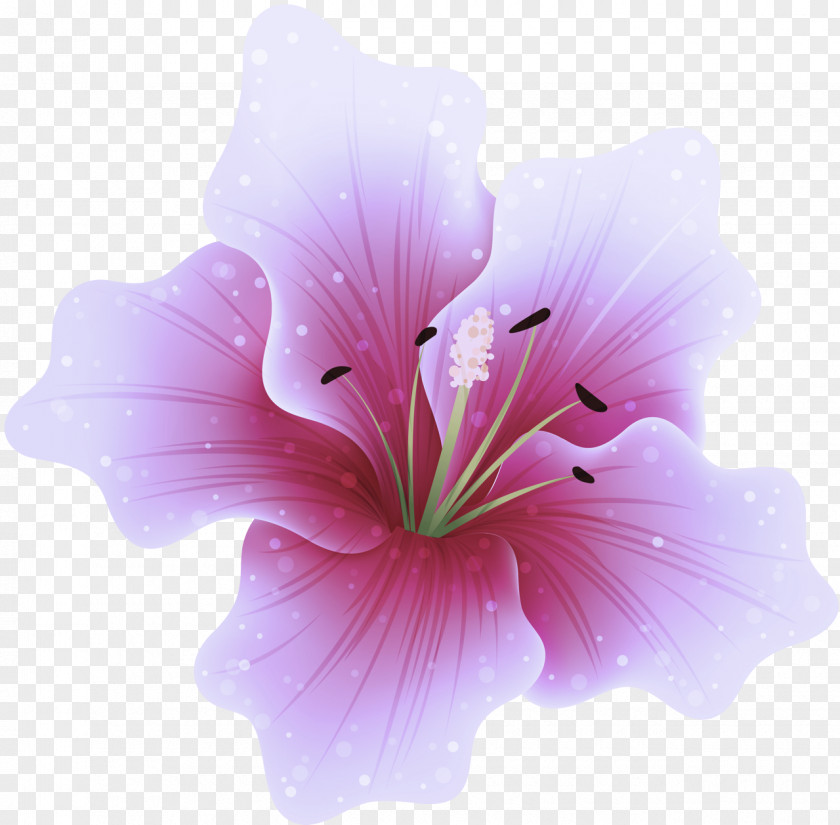 Geraniaceae Mallow Family Petal Flower Pink Hibiscus Plant PNG