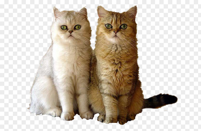 Kitten British Semi-longhair Asian Shorthair Persian Cat Whiskers PNG