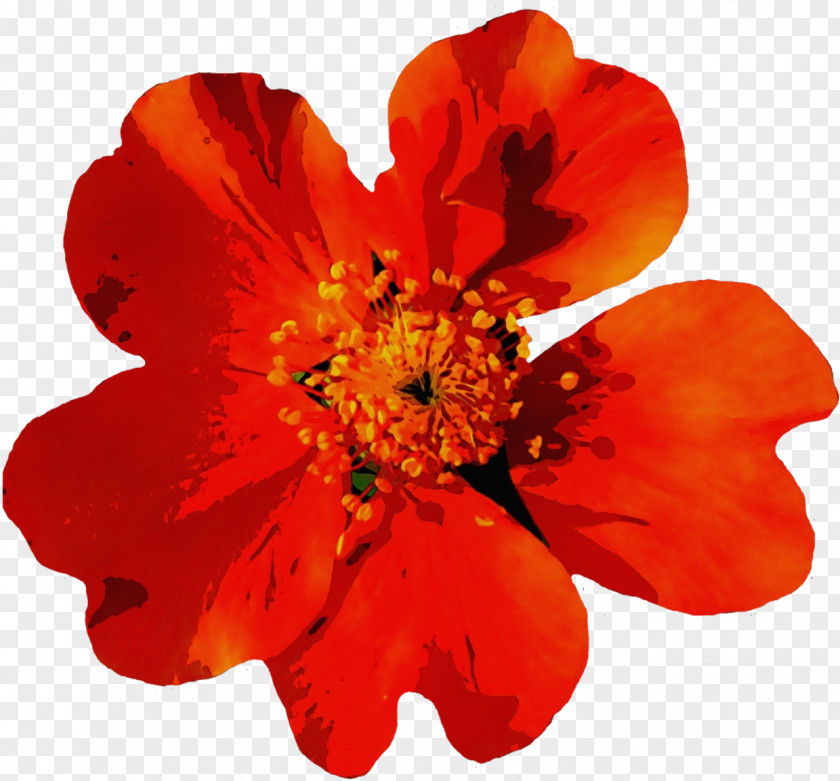 Perennial Plant Coquelicot Orange PNG