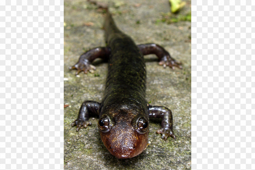Salamander Chinese Giant Blackbelly Dwarf Black-bellied PNG
