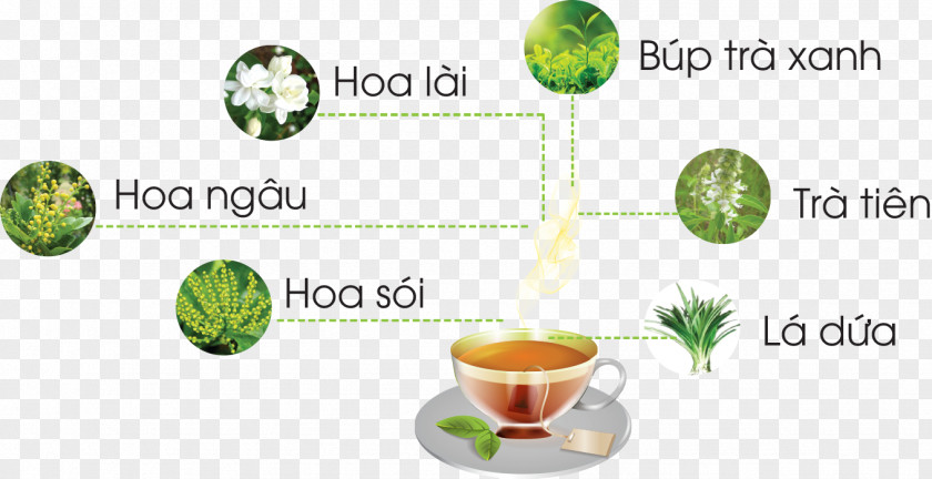 Tea Ginseng Pineapple Danang Matcha Bảo Lộc Ho Chi Minh City PNG