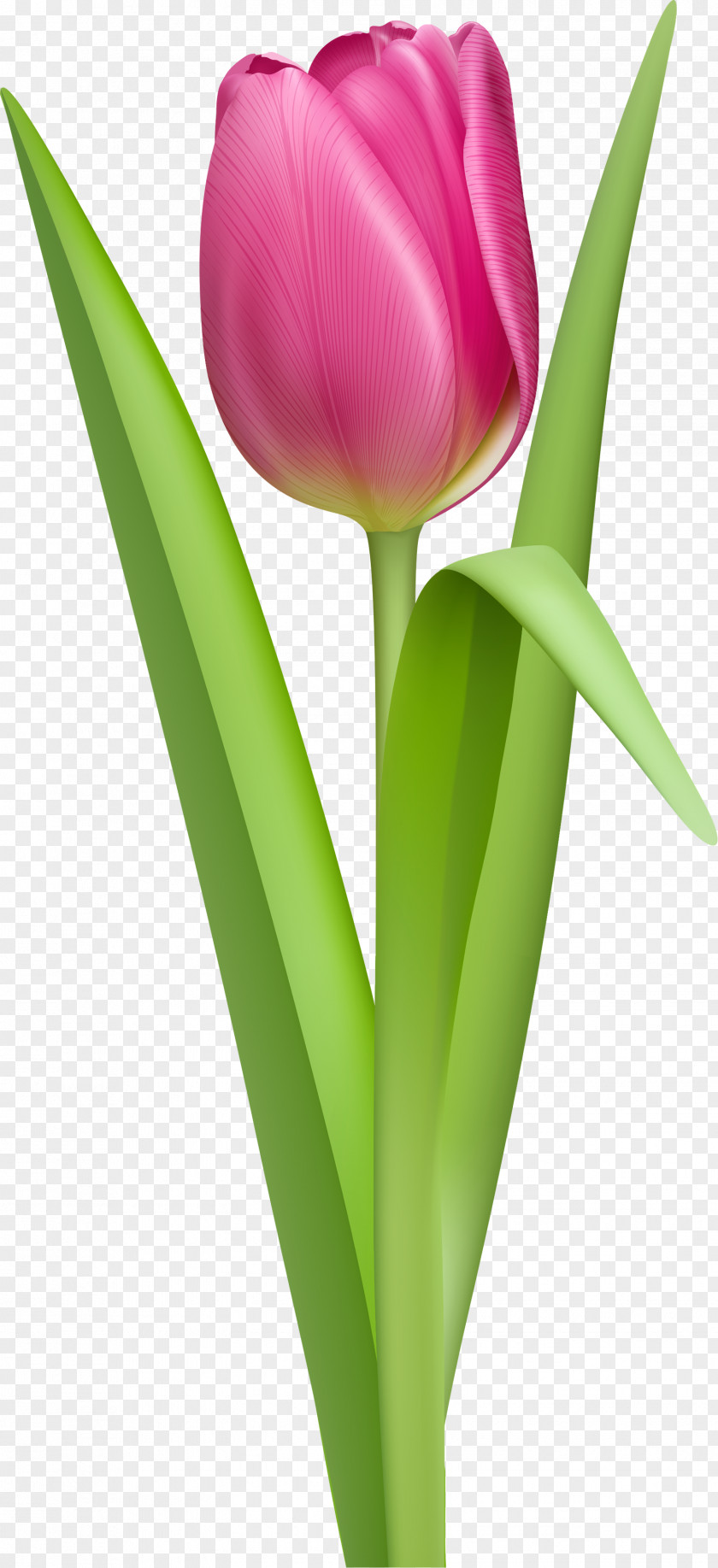 Tulip Image Pink Clip Art PNG