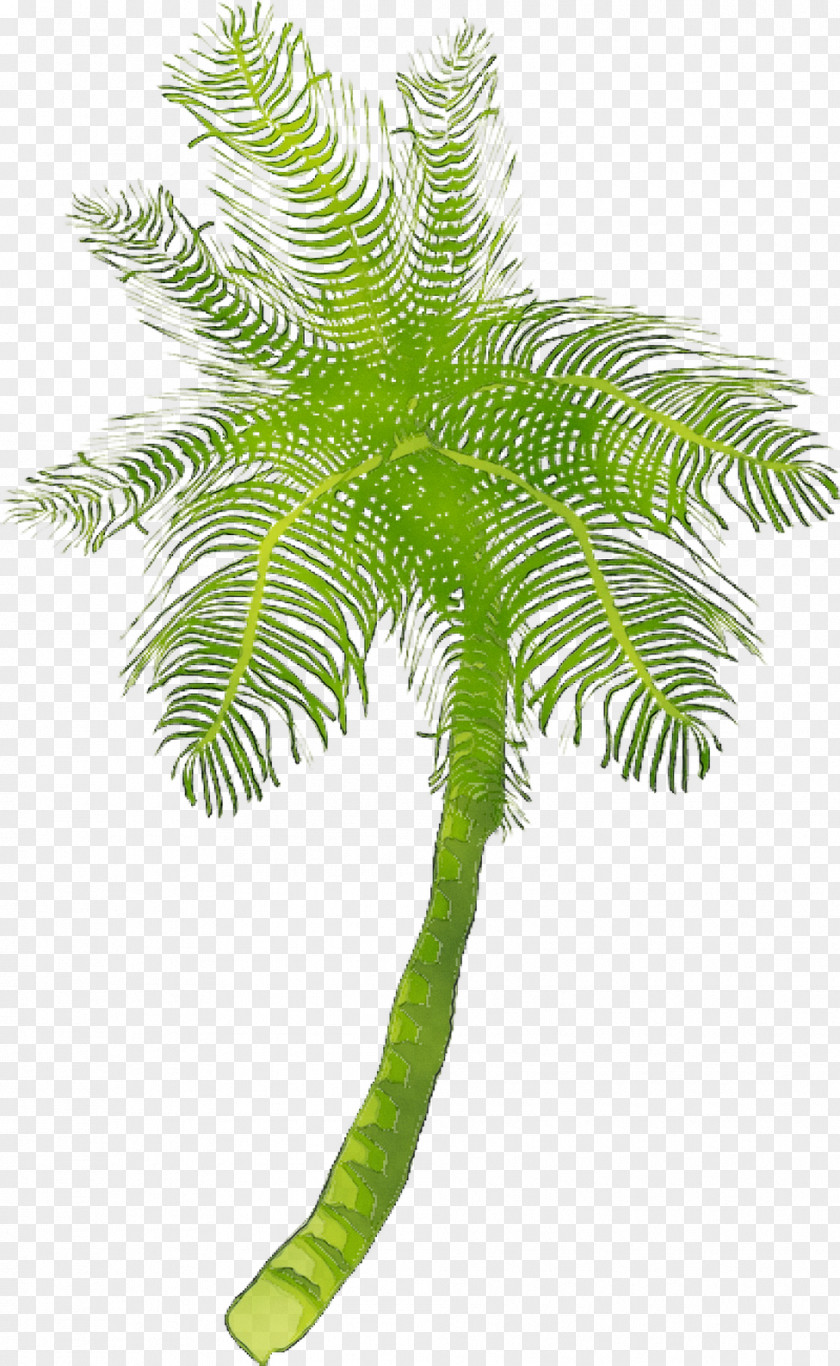 Coconut Date Palm Embryophyte Leaf Fern PNG