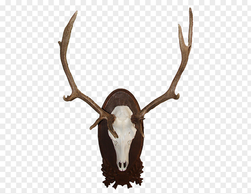 Deer Red Moose White-tailed Elk PNG