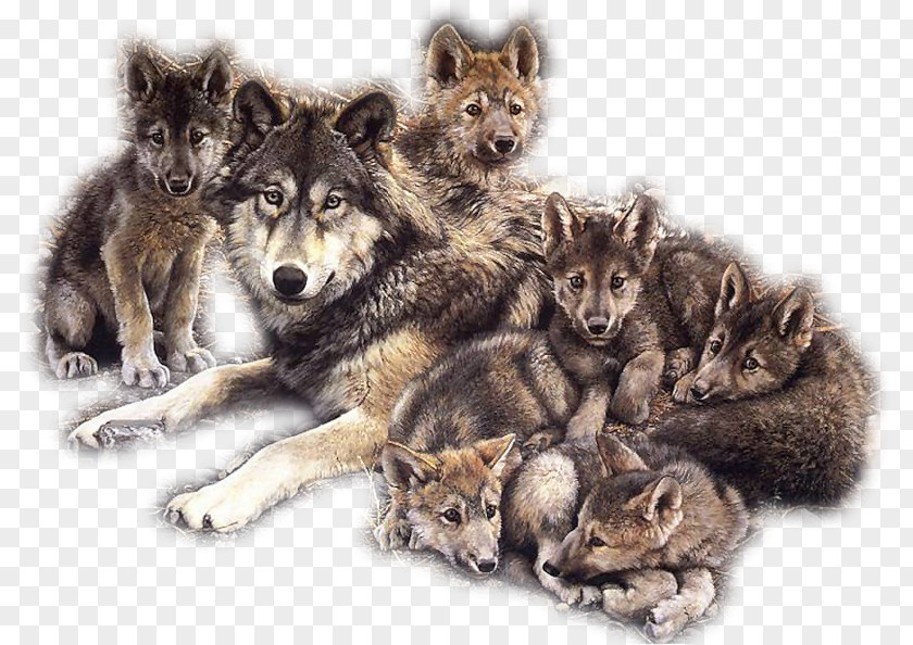 Dog Puppy Coyote Pack Indian Wolf PNG