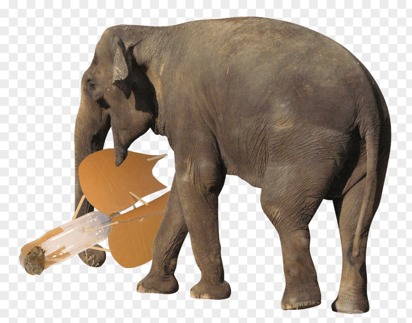 Elephant Water African Bush Elephantidae Desktop Wallpaper Photography PNG