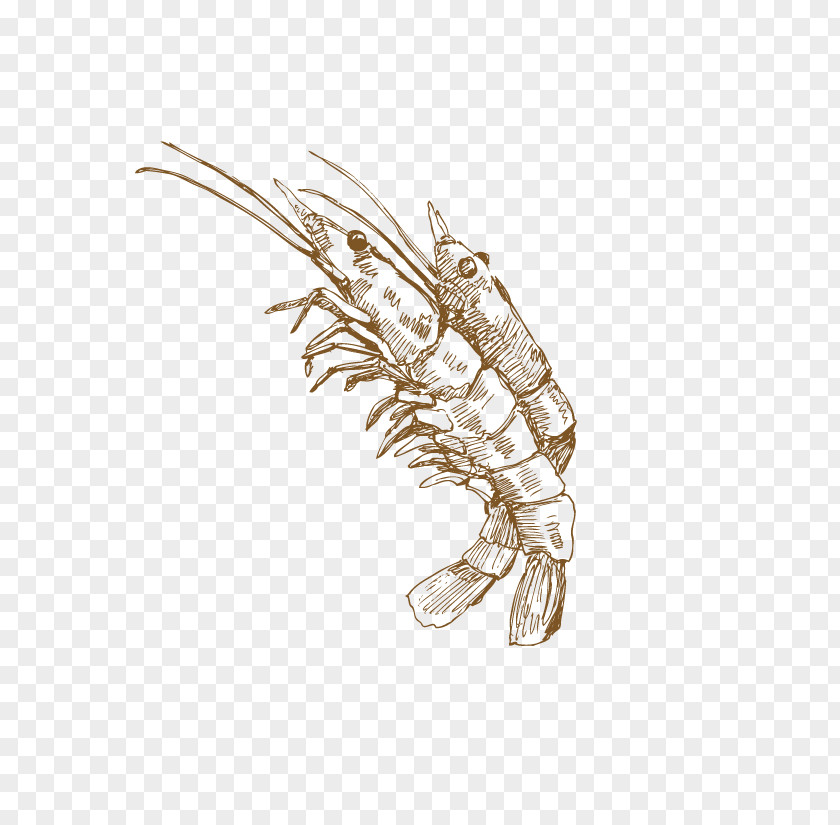 Hand-painted Lobster Palinurus Elephas Crayfish Homarus Computer File PNG