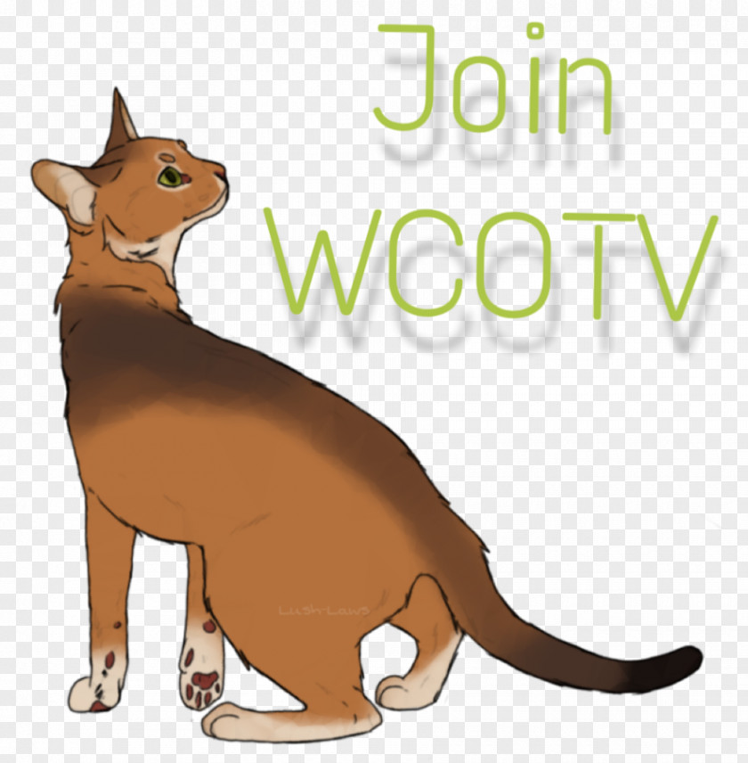 Kitten Whiskers Cat Warriors Dog Breed PNG