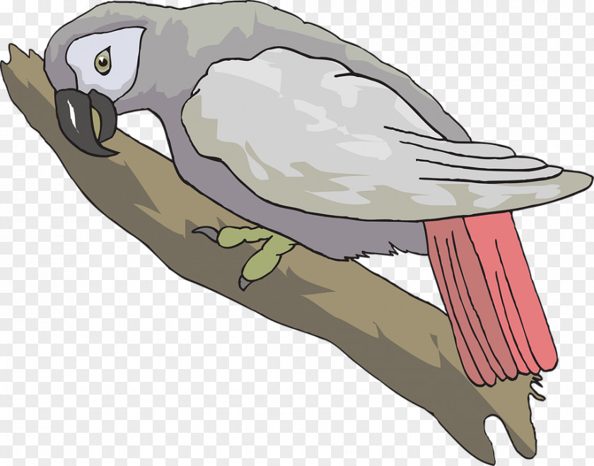 Parrot Grey Bird Clip Art PNG