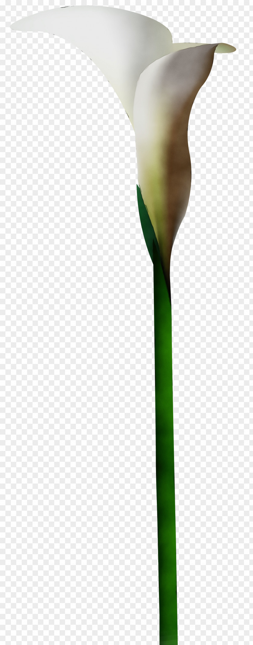 Arum Family Tulip Green Plant Stem Flower Leaf PNG