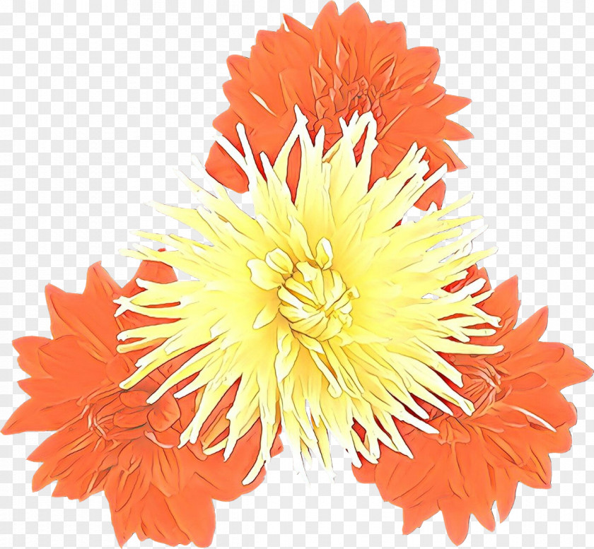 Chrysanthemum Cut Flowers Tulip Clip Art PNG