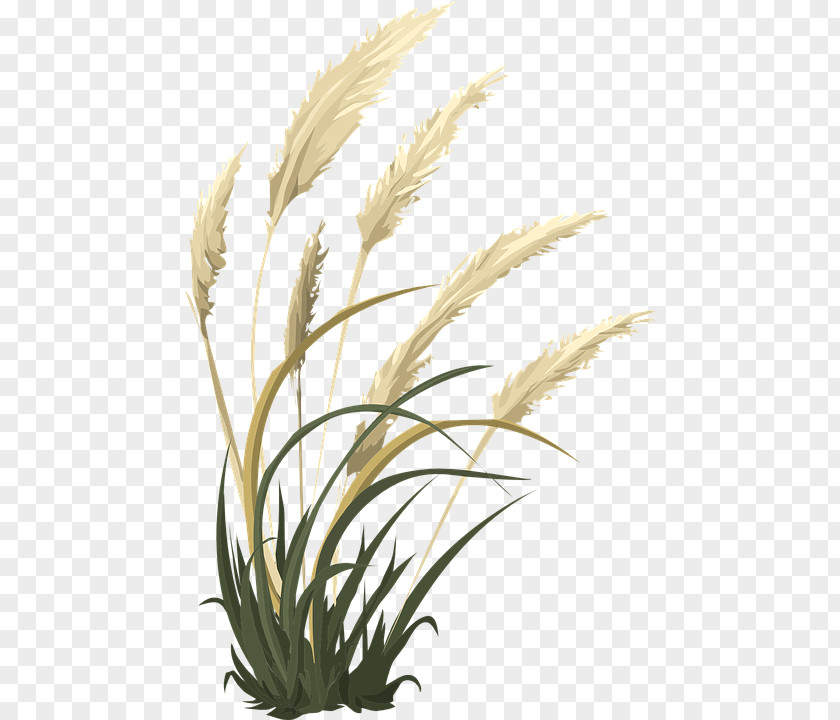 Grain Grasses Pampas Grass Ornamental Funeral Home PNG