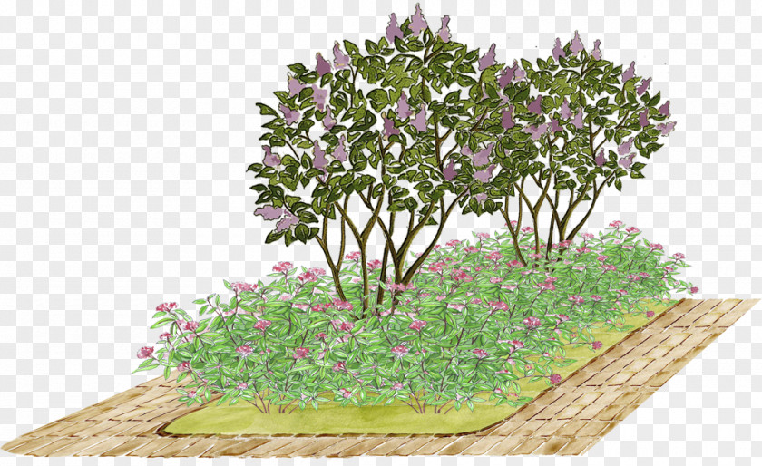 Lilac Flower Garden Meadowsweets Tree PNG
