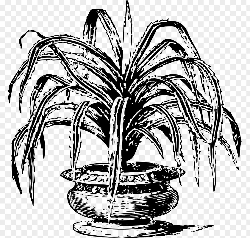 Perennial Plant Drawing Palm Tree PNG