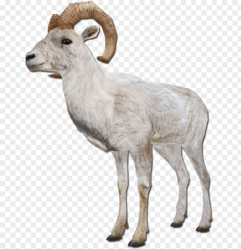 Sheep Barbary Goat Argali Farm Animals: PNG