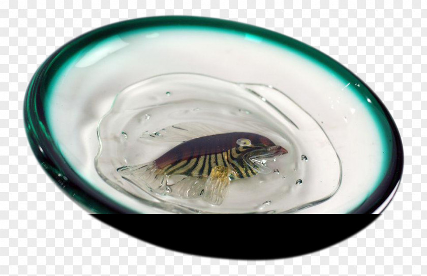 Slime Fish Bowl Tableware Eye Glass Unbreakable PNG