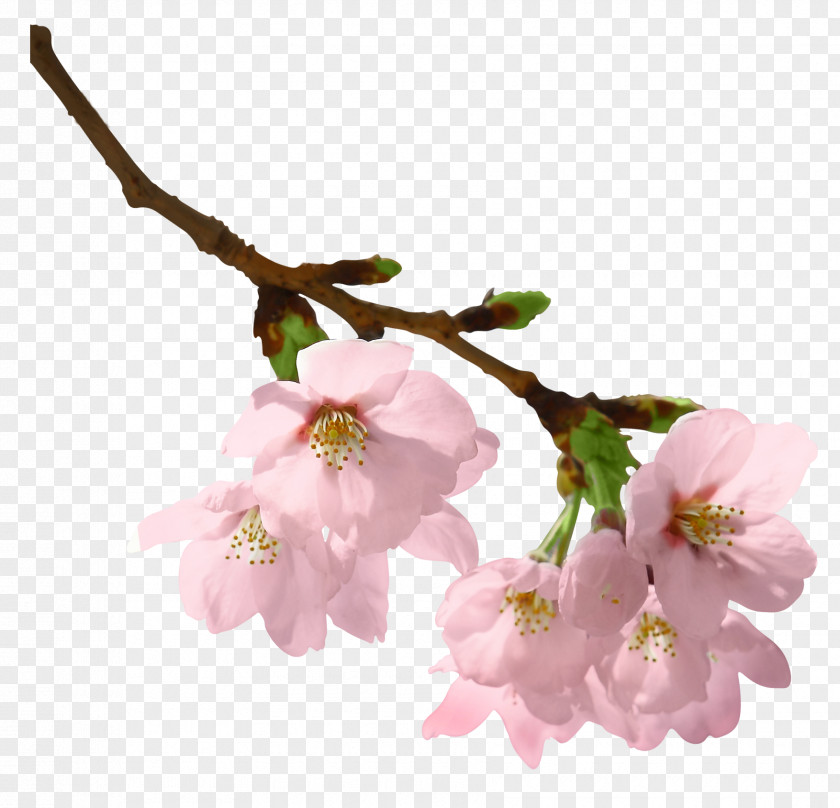 Spring Branch Picture Clip Art PNG