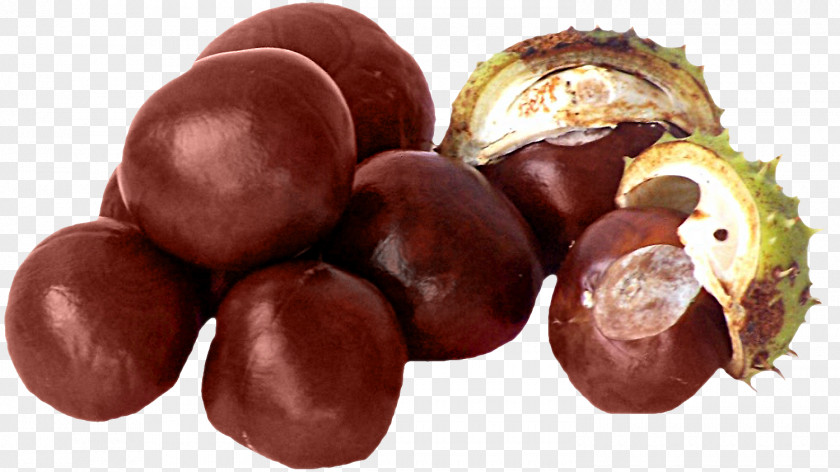 Conkers European Horse-chestnut Fruit Auglis PNG