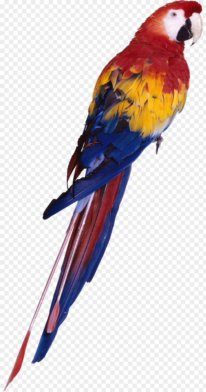 Parrot Bird Budgerigar Cockatiel Parakeet PNG