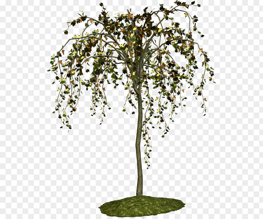 Tree Twig Shrub Plant Malacky PNG