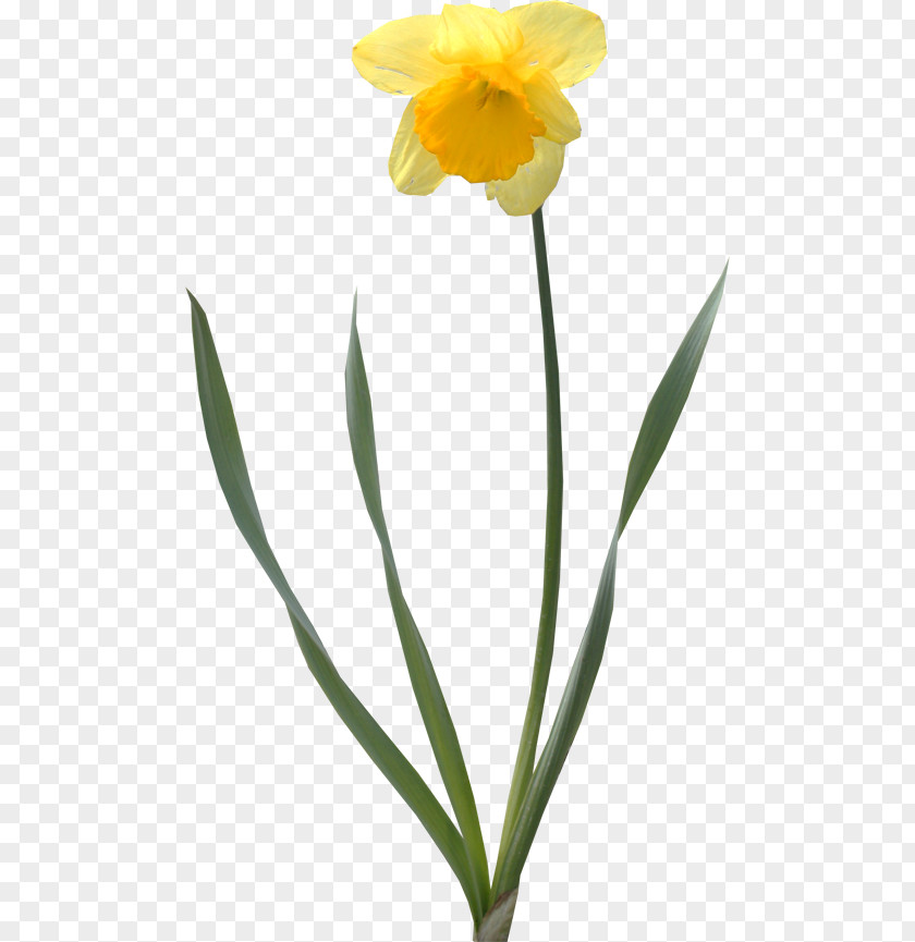 Tulip Daffodil Cut Flowers Clip Art PNG