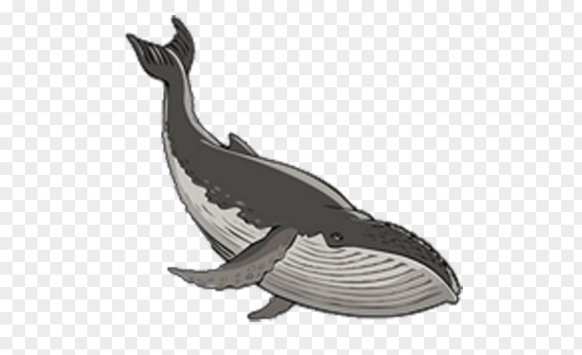Whale Porpoise Dolphin Cetacea Marine Mammal PNG