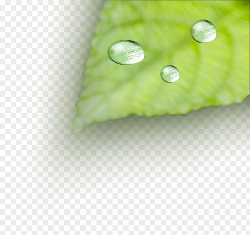 Leaves Dew Drop PNG