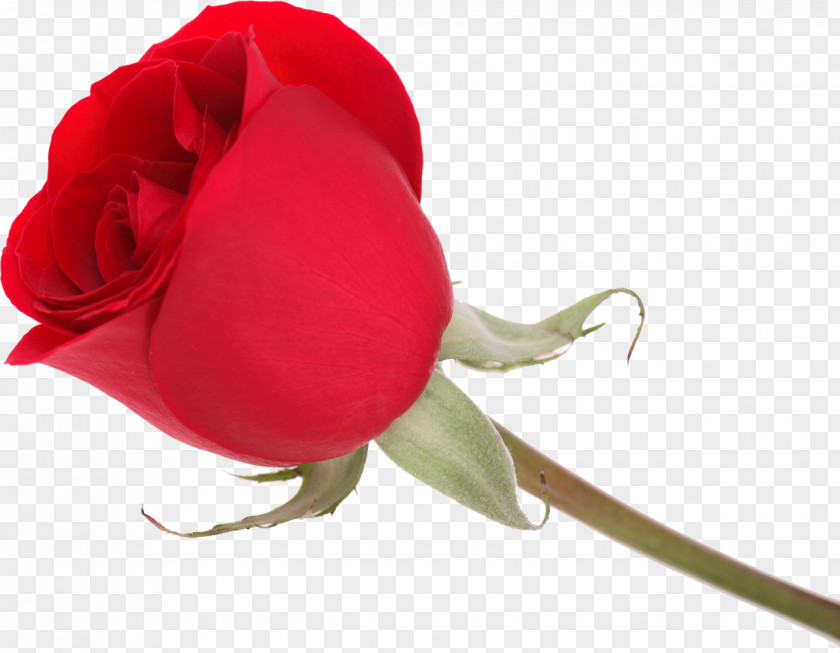 Rose Valentine's Day Love Garden Roses Message Vinegar Valentines PNG
