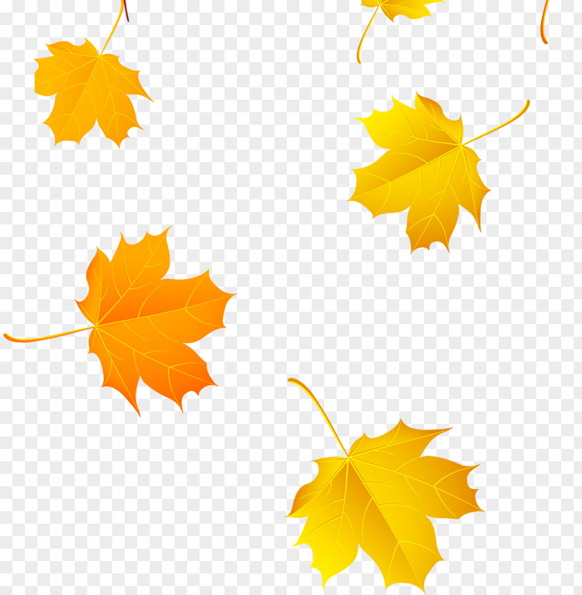 Beautiful Jinhuang Feng Falling Leaves Maple Leaf Yellow Clip Art PNG