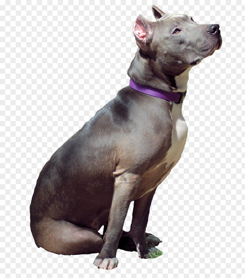 Bull American Pit Terrier Staffordshire PNG