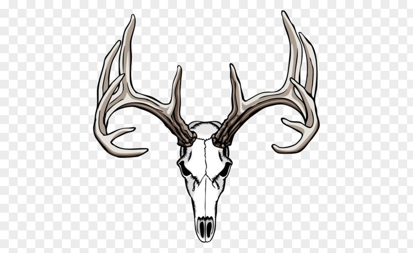 Deer Skull White-tailed Drawing Antler PNG