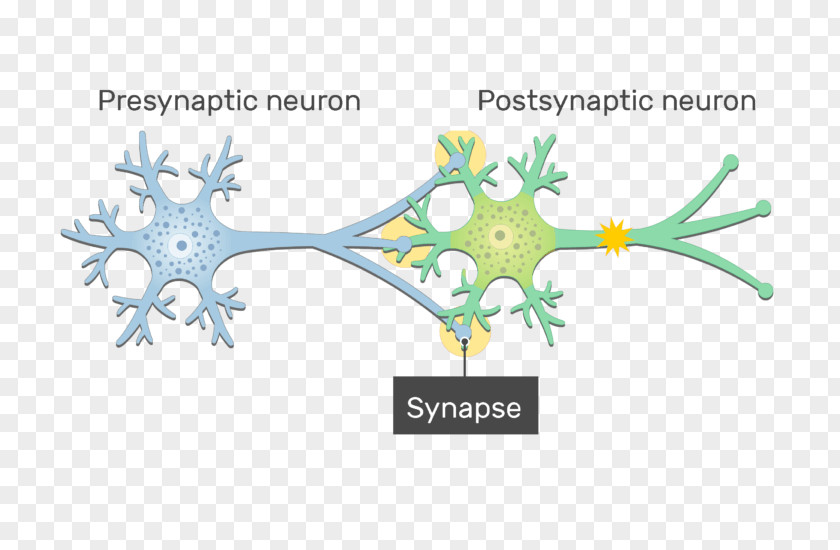 Neuron Cell Membrane Electrical Synapse Gap Junction Postsynaptic Potential PNG