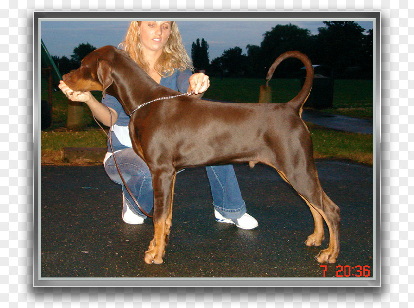 Robocop Redbone Coonhound English Foxhound Puppy Black And Tan Vizsla PNG