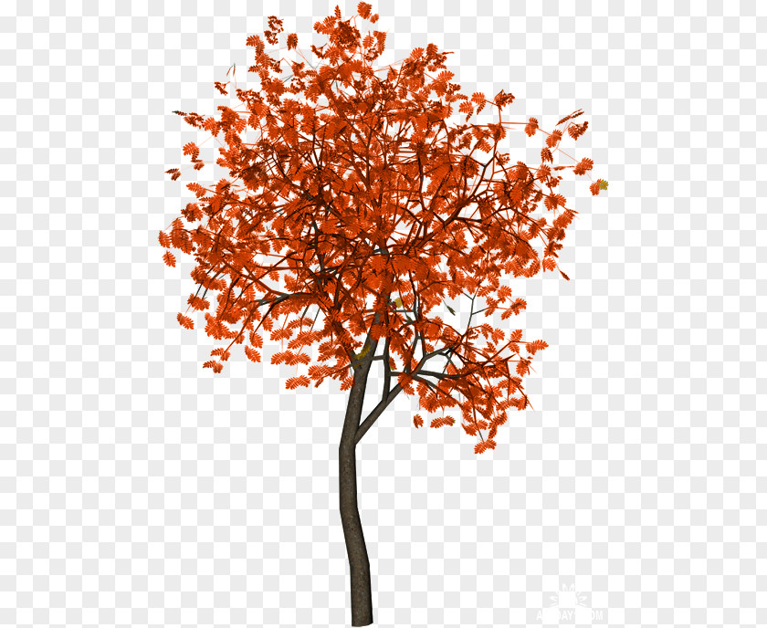 Tree Branch Autumn PNG