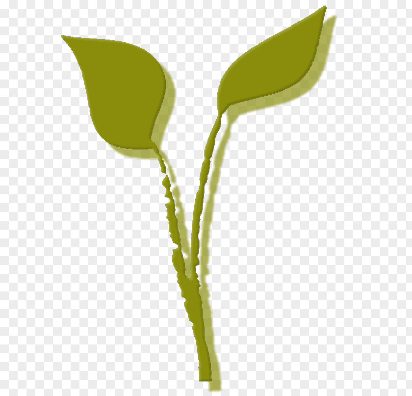 Catering Set Up Small Leaf Plant Stem Flower Product Design Graphics PNG